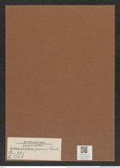 Actinoptychus crosus Castr. (de-Toni-Nr.: Genus 227, Species 5556) Zeichnungen Sammlung Grunow Mappe 05314 (Herbarium_W_Grunow_drawings_Folder_05314)